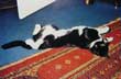 Photo de Minie, petit chat noir et blanc qui a t dssin au crayon.